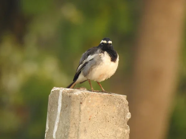 Eine Selektive Fokusaufnahme Des Europäischen Rattenfängers Ficedula Hypoleuca Auf Einer — Stockfoto