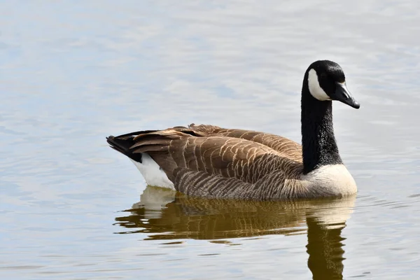 Närbild Den Kanadensiska Gåsen Branta Canadensis Flyter Sjön — Stockfoto