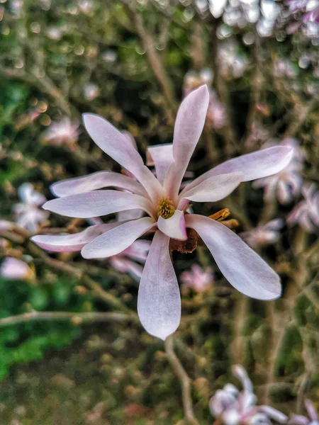 Una Hermosa Vista Una Flor Magnolia Jardín — Foto de Stock