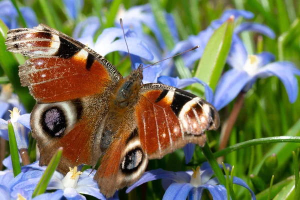 Макро Павлинной Бабочки Цветах — стоковое фото