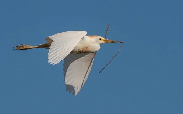 Gros Plan Une Aigrette Bétail Floride Avec Une Branche Dans — Photo