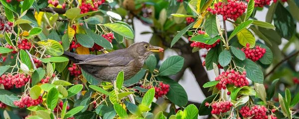 常见的黑鸟 金丝雀 在树上吃红色的种子 — 图库照片