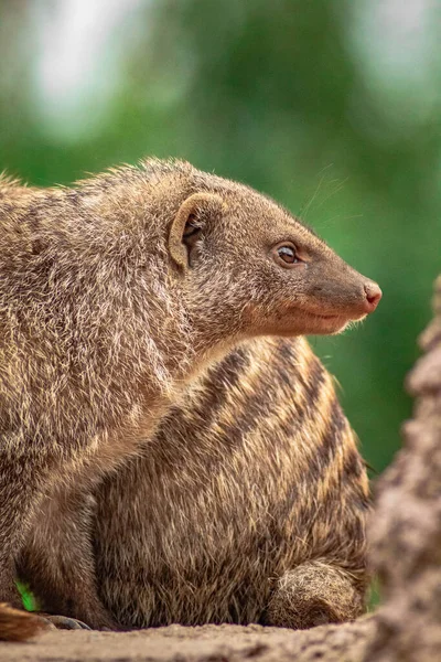 Plan Vertical Une Mangouste Pelucheuse Baguée Dans Parc Dans Arrière — Photo