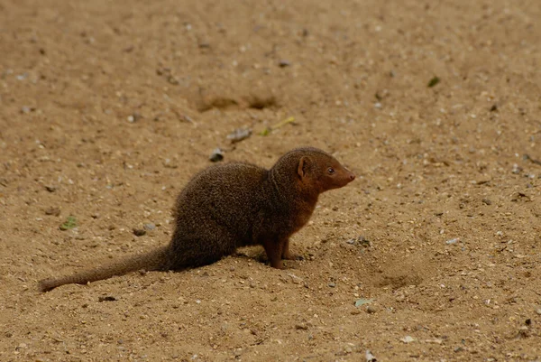 Une Petite Mangouste Jaune Cynictis Pénicillata Mignonne Sur Sable Fixant — Photo