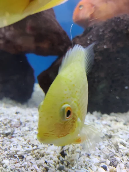 Closeup Shot Small Fish Aquarium — Stock Photo, Image