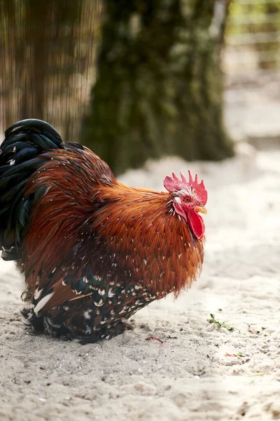 Plan Vertical Poulet Sur Sable Dans Son Habitat Naturel Printemps — Photo