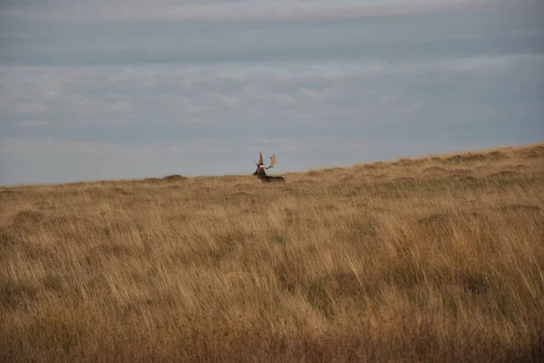 A landscape of a deer on a brown grass field in Petworth Park