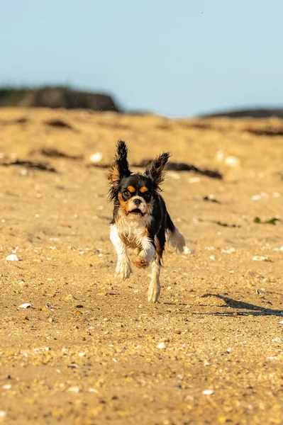 A dog cavalier king charles, a cute puppy running on the beach