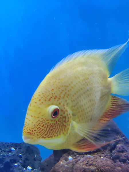 Een Close Opname Van Een Kleine Vis Het Aquarium — Stockfoto