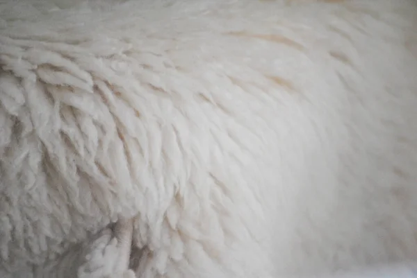 Leder Mit Weißer Schafwolle Zum Dekorieren Von Innenräumen — Stockfoto