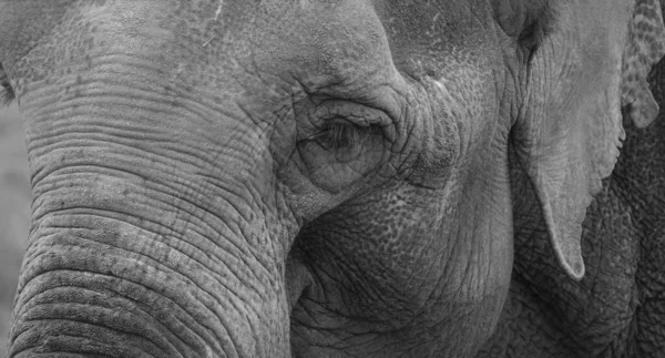Szary Kadr Zbliżeniowy Starego Słonia — Zdjęcie stockowe