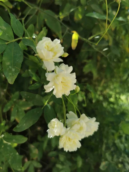 Vertical Closeup White Lady Banks Rose Rosa Banksiae Flowers Growing — Stock Photo, Image