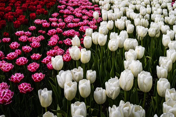 Trzy Rowy Tulipów Pinku Białym Czerwonym Ciemnozielonymi Kamieniami Wallejnym Obszarze — Zdjęcie stockowe