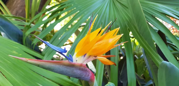 Gros Plan Oiseau Fleur Paradis Strelitzia — Photo