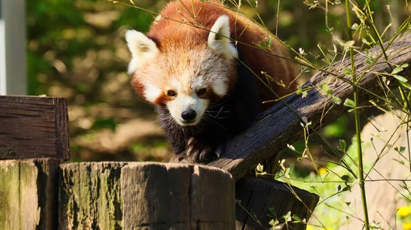 Piękne Ujęcie Małej Czerwonej Pandy Przechodzącej Drzewie Zamazanym Zielonym Tłem — Zdjęcie stockowe