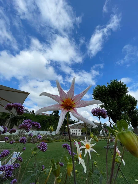 Primer Plano Una Hermosa Flor Dahlia Jardín Bajo Cielo Nublado — Foto de Stock