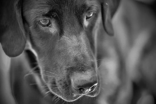 Portret Zbliżeniowy Czarnego Labradora Retrievera Spoglądającego Dół Zastrzelonego Skali Szarości — Zdjęcie stockowe