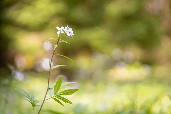 Primo Piano Fiore Galium Palustre Parco — Foto Stock