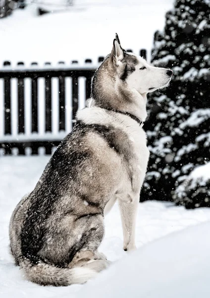 Een Husky Zittend Besneeuwde Grond Winter — Stockfoto