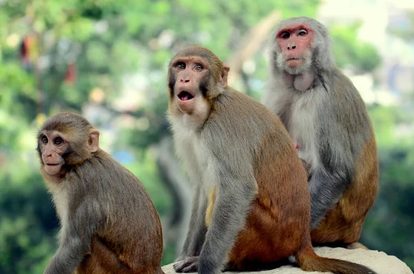 Portret Bliska Pięknej Rodziny Rhesus Macaque — Zdjęcie stockowe