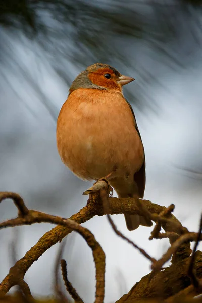 Kuru Bir Dal Üzerinde Ortak Bir Papatya Fringilla Coelebs Dikey — Stok fotoğraf