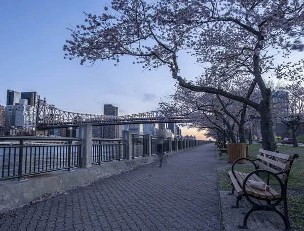 Roosevelt Island Brooklyn Bridge Cherry Blossom Trees — Stock Photo, Image