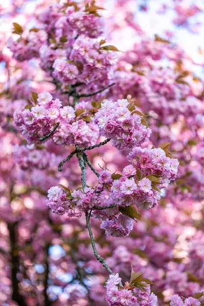 Tiro Vertical Uma Árvore Cereja Florescendo Primavera — Fotografia de Stock