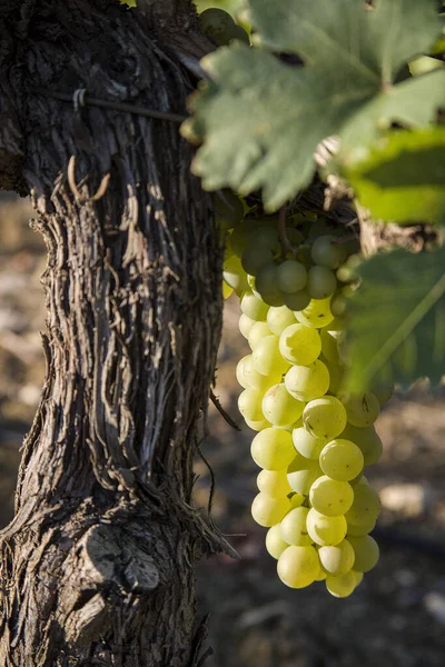 Vineyards Summer Provence France — Stock Photo, Image