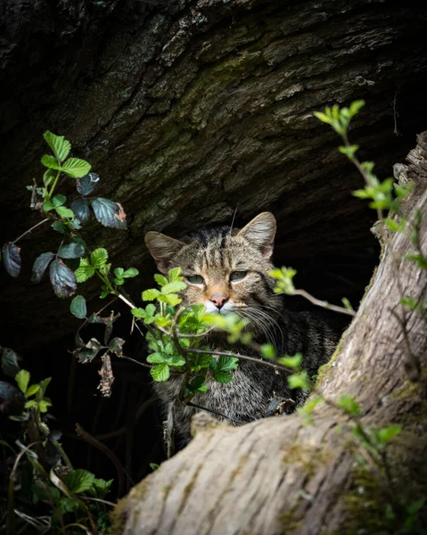 Retrato Vertical Close Gato Visto Atrás Galhos Árvore Olhando Para — Fotografia de Stock