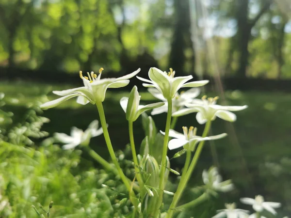 Gros Plan Une Fleur Étoile Bethléem Ornithogalum Umbellatum Poussant Dans — Photo