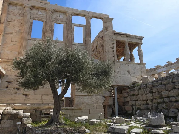 The Erechtheion, Acropolis in Athens Greece with the ancient olive tree in the foreground