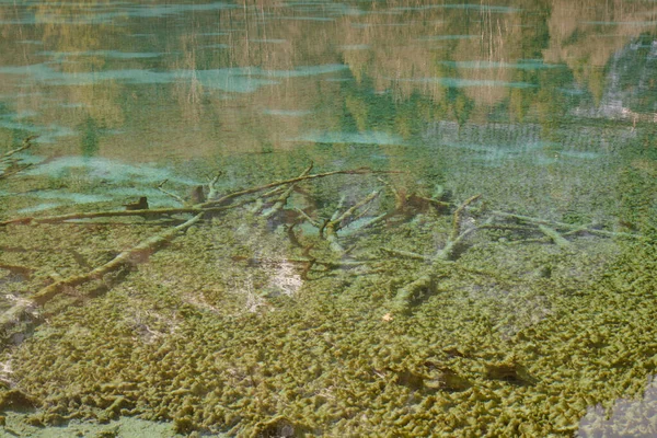 Die Äste Und Die Algen Seichten Türkisfarbenen Wasser — Stockfoto