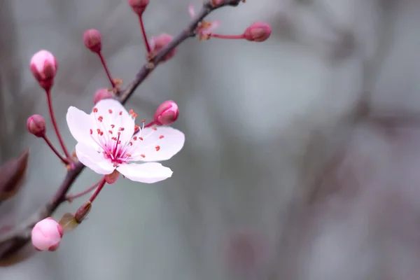 Primo Piano Fiori Ciliegio Sfondo Sfocato — Foto Stock