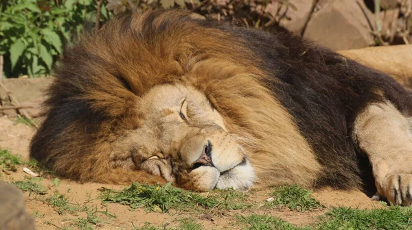 Schöne Aufnahme Eines Löwen Der Sonnenlicht Auf Dem Boden Schläft — Stockfoto