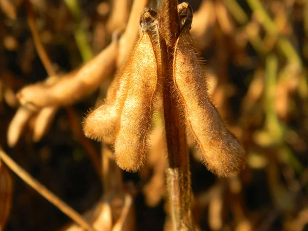 田园里成熟大豆的特写 — 图库照片