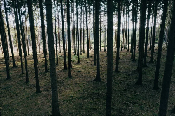Uzun Ağaçlı Güzel Bir Orman Sahnesi — Stok fotoğraf