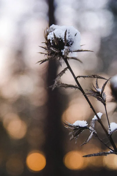 Vacker Bild Blomma Täckt Med Snö — Stockfoto