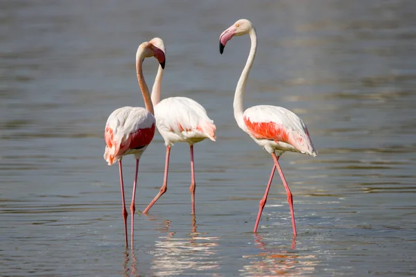 Flock Flamingor Grund Flod — Stockfoto