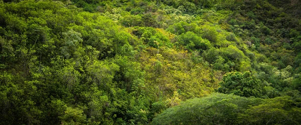 Een Panoramisch Shot Van Groen Tropisch Bos Bij Lao Valley — Stockfoto