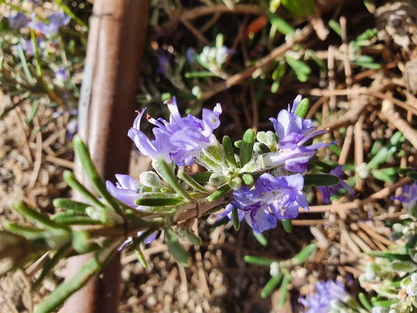 Eine Vertikale Makroaufnahme Lila Rosmarinblüten Salvia Rosmarinus — Stockfoto