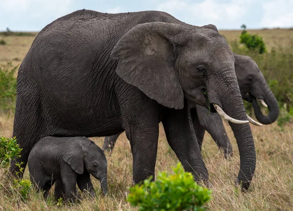 Стадо Больших Африканских Слонов Идущих Полю Солнечный День — стоковое фото
