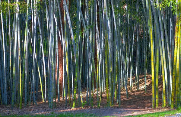 夕暮れ時の竹林の絶景 — ストック写真