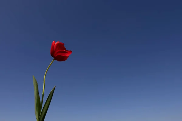 Röd Vårblomma Framför Blå Backgro — Stockfoto