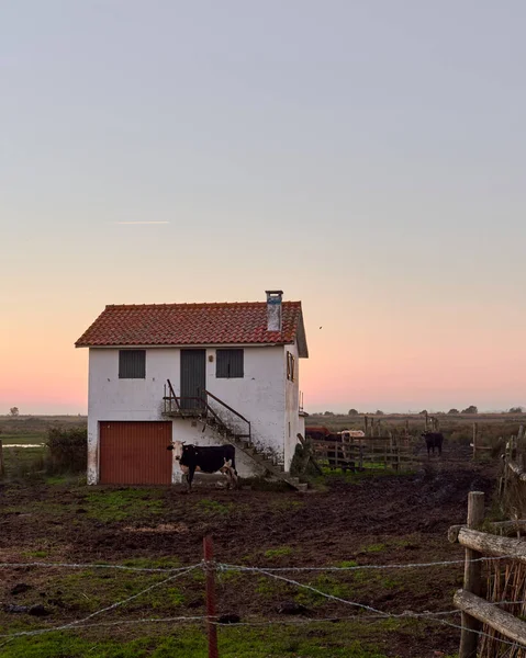 Μια Αγελάδα Κοντά Στο Σπίτι Κάτω Από Τον Ουρανό Ηλιοβασίλεμα — Φωτογραφία Αρχείου