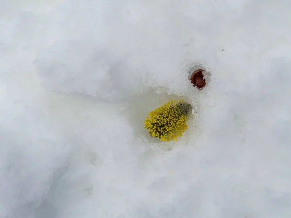 Top View Yellow Pussy Willow Popping Out Snow Covered Ground — Zdjęcie stockowe