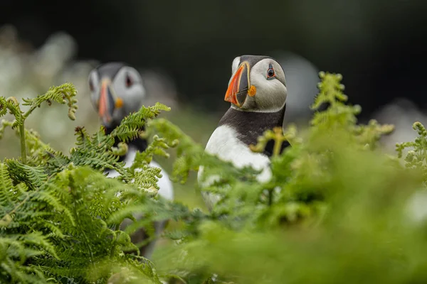 Closeup Shot Two Cute Common Puffins — Stock Photo, Image