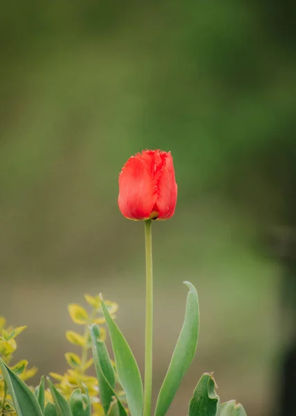 Bel Colpo Singolo Tulipano Rosso — Foto Stock