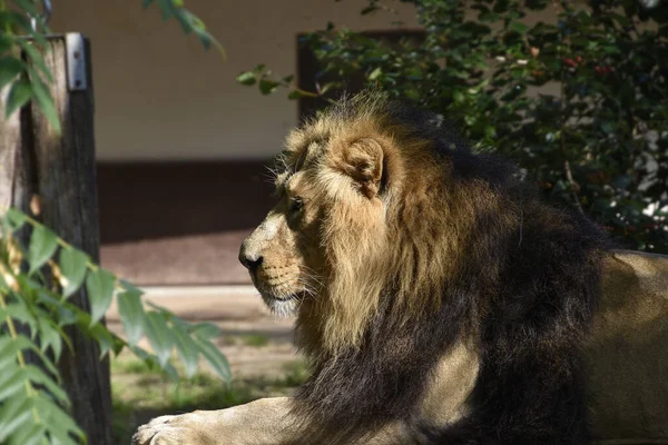 Side Portrait Lion Lying Sunlight — Stock Photo, Image