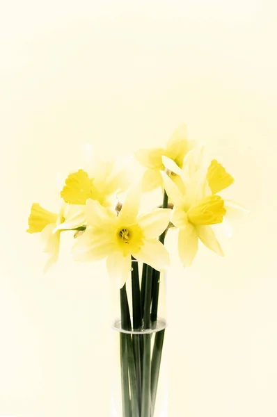 Yellow Narcissus Bloom Glass Vase Nature Springtime Concept — Stock Photo, Image