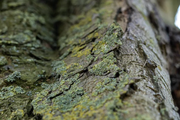 Den Gröna Mossan Konsistens Ett Träd Bark Närbild — Stockfoto